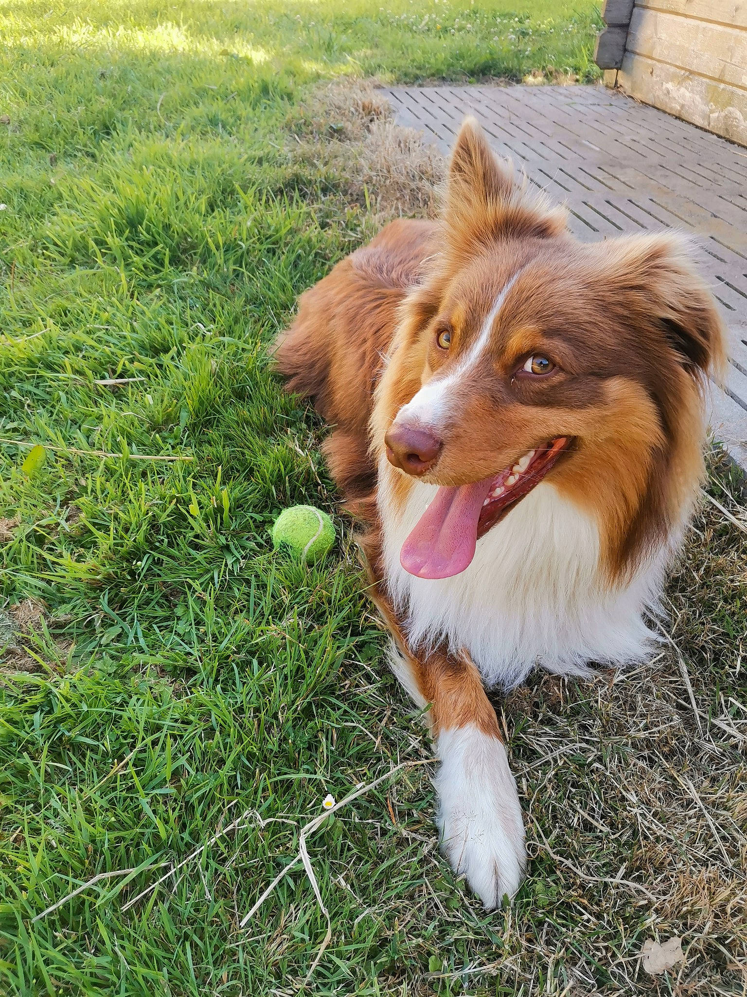 Pepsi a rejoint le concours — aidez-le/la à gagner de superbes lots ! australian_collie, australian_shepherd, basque_shepherd_dog, border_collie, canidae, carnivore, companion_dog, dog, dog_breed, grass, mammal, miniature_australian_shepherd, rough_collie, scotch_collie, shetland_sheepdog, sporting_group, vertebrate, welsh_sheepdog, working_dog