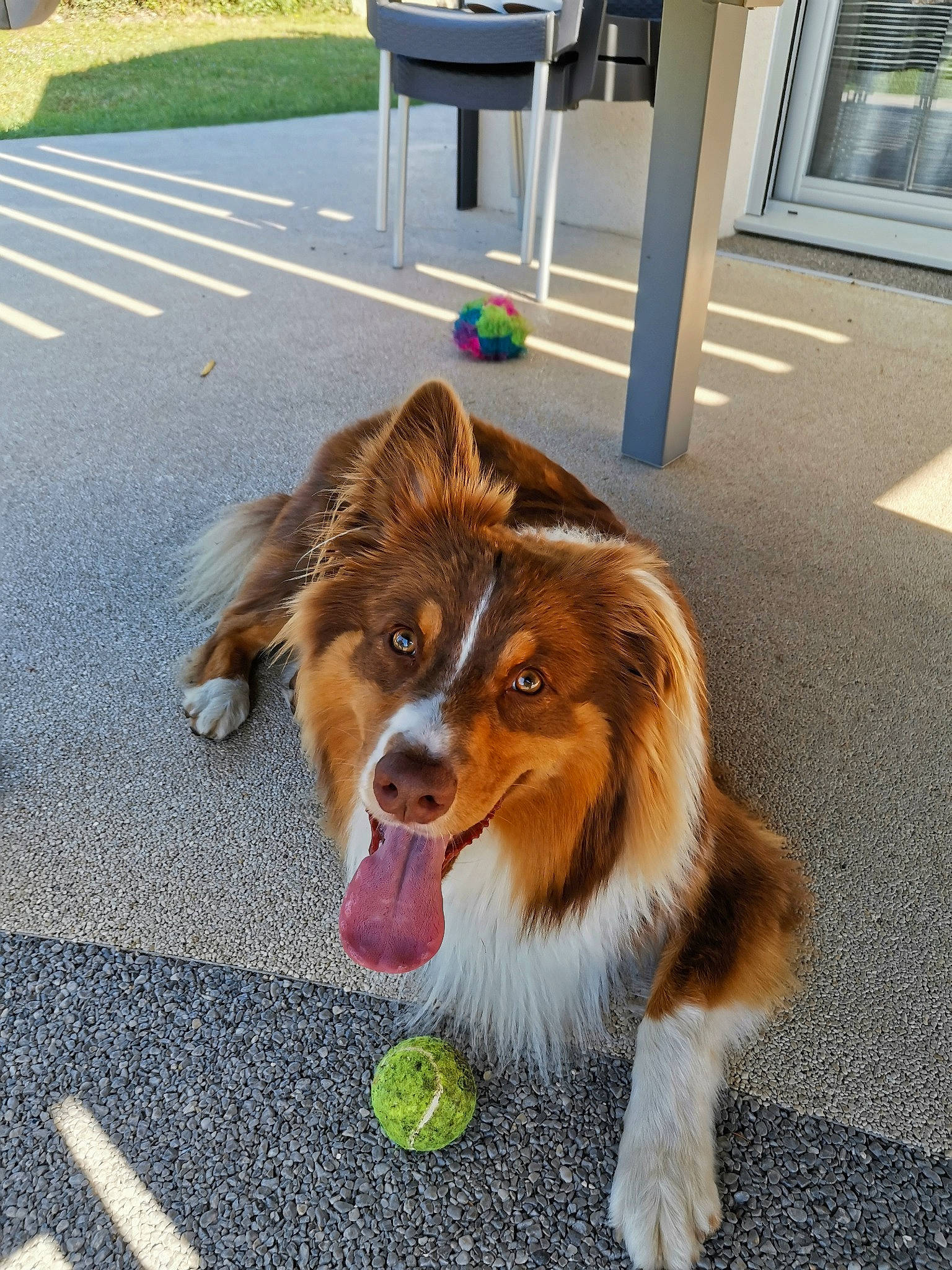 Pepsi participe au concours pour gagner de l'argent avec cette photo : australian_collie, australian_shepherd, border_collie, canidae, carnivore, companion_dog, dog, dog_breed, fur, grass, mammal, plant, rough_collie, scotch_collie, shetland_sheepdog, sporting_group, working_dog