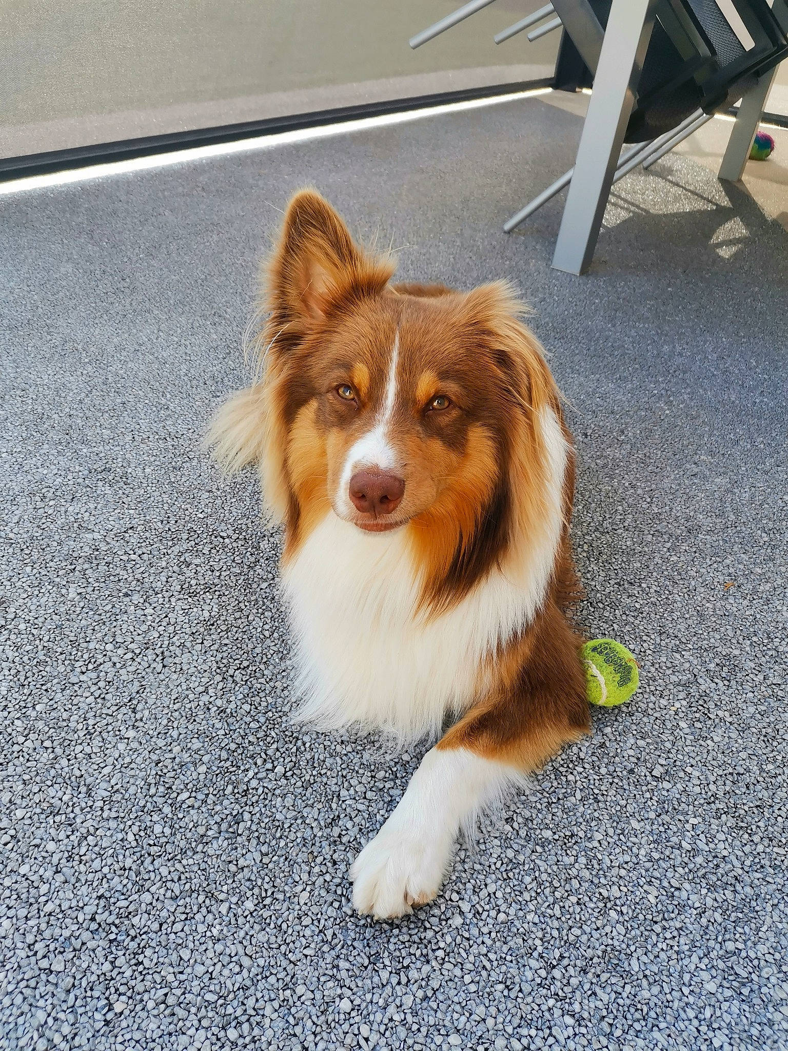 Pepsi participe au concours pour gagner de l'argent avec cette photo : australian_collie, australian_shepherd, border_collie, canidae, carnivore, companion_dog, dog, dog_breed, mammal, scotch_collie, shetland_sheepdog, snout, sporting_group, vertebrate, working_dog