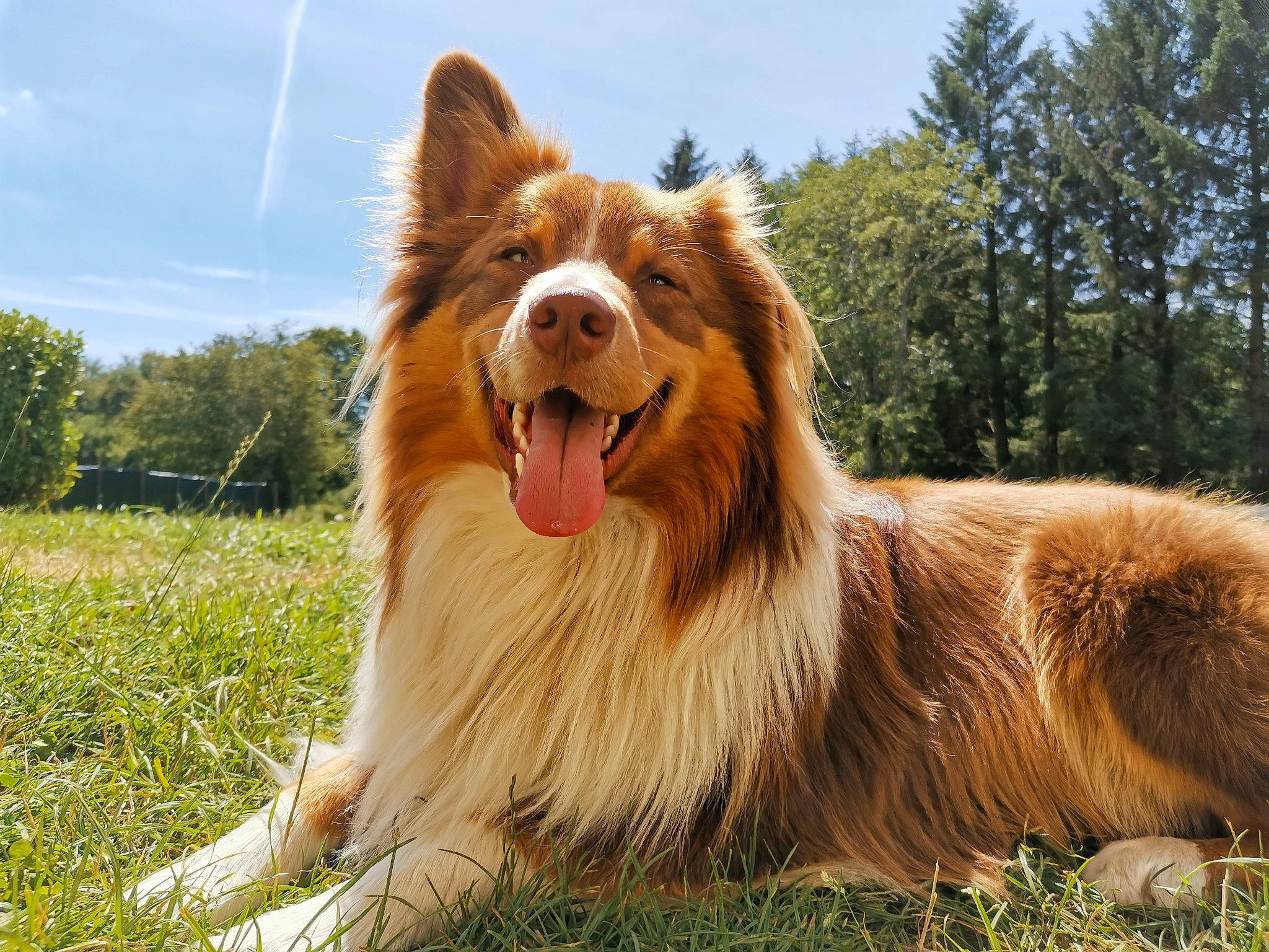 Pepsi a rejoint le concours — aidez-le/la à gagner de superbes lots ! australian_collie, australian_shepherd, basque_shepherd_dog, border_collie, canidae, carnivore, collie, companion_dog, dog, dog_breed, mammal, nova_scotia_duck_tolling_retriever, rare_breed_dog, rough_collie, scotch_collie, shetland_sheepdog, sporting_group, vertebrate, working_dog