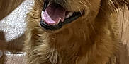 Dempsey is registered to the contest to win money with this photo: dog, golden_retriever, happy, smiling, pet, canine, fluffy, indoor, wooden_floor, fur, ears, tongue, teeth, collar, animal, mammal, cute, looking_up, domestic_animal, friendly