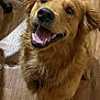 Dempsey is registered to the contest to win money with this photo: dog, golden_retriever, happy, smiling, pet, canine, fluffy, indoor, wooden_floor, fur, ears, tongue, teeth, collar, animal, mammal, cute, looking_up, domestic_animal, friendly