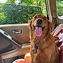 Dempsey is registered to the contest to win money with this photo: dog, golden_retriever, car_interior, seat, window, sunlight, tongue_out, pet, happy, collar, seatbelt, nature, trees, daylight, fur, animal, companion, domestic_animal, vehicle, leisure