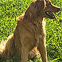 dog, golden_retriever, grass, outdoor, sunlight, pet, animal, tongue_out, sitting, happy, nature, fur, canine, mammal, collar, daylight, greenery, summer, playful, companion
