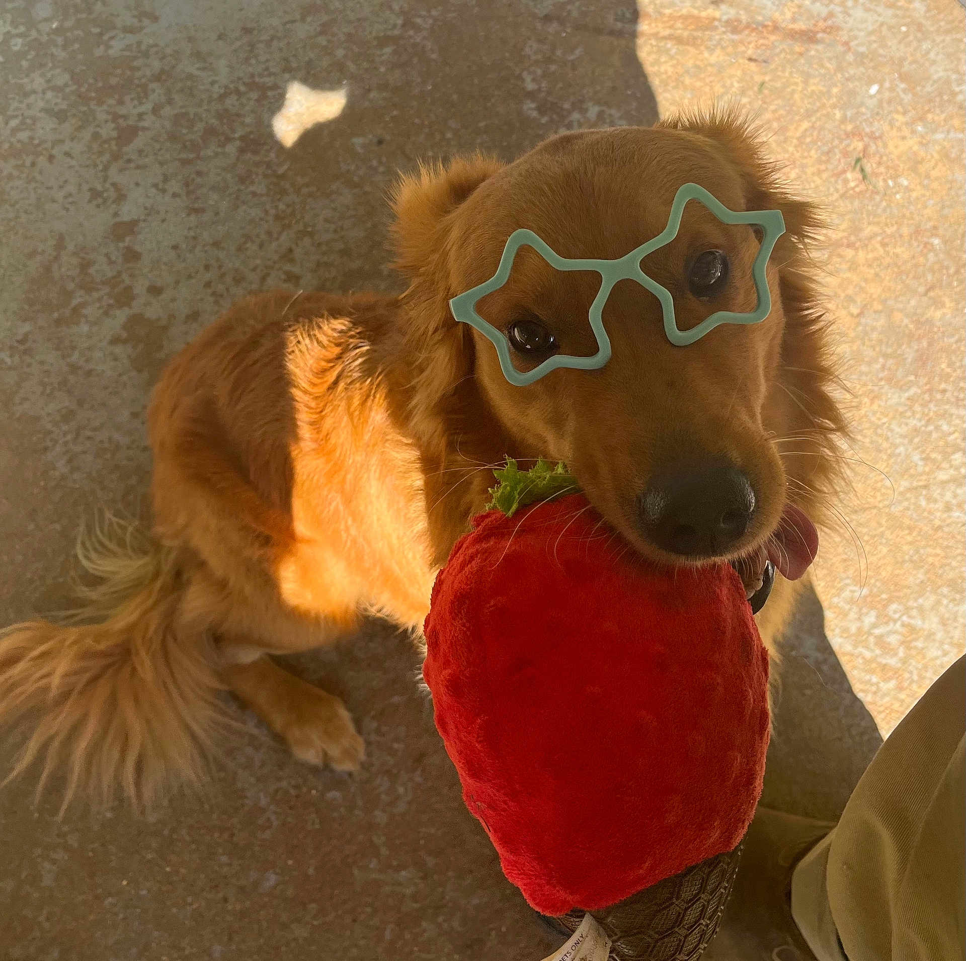Dempsey joined the competition — help win amazing prizes! dog, golden_retriever, toy, plush, strawberry, glasses, star_shaped_glasses, pet, animal, outdoor, sunlight, concrete_floor, cute, playful, looking_up, brown_fur, tail, tongue, collar, shadow