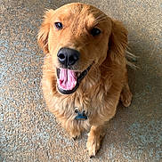 Dempsey joined the competition — help win amazing prizes! dog, golden_retriever, happy, smiling, tongue_out, pet, canine, fur, collar, outdoor, concrete_floor, looking_up, playful, friendly, domestic_animal, mammal, animal, companionship, cute, paw