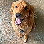 dog, golden_retriever, happy, smiling, tongue_out, pet, canine, fur, collar, outdoor, concrete_floor, looking_up, playful, friendly, domestic_animal, mammal, animal, companionship, cute, paw