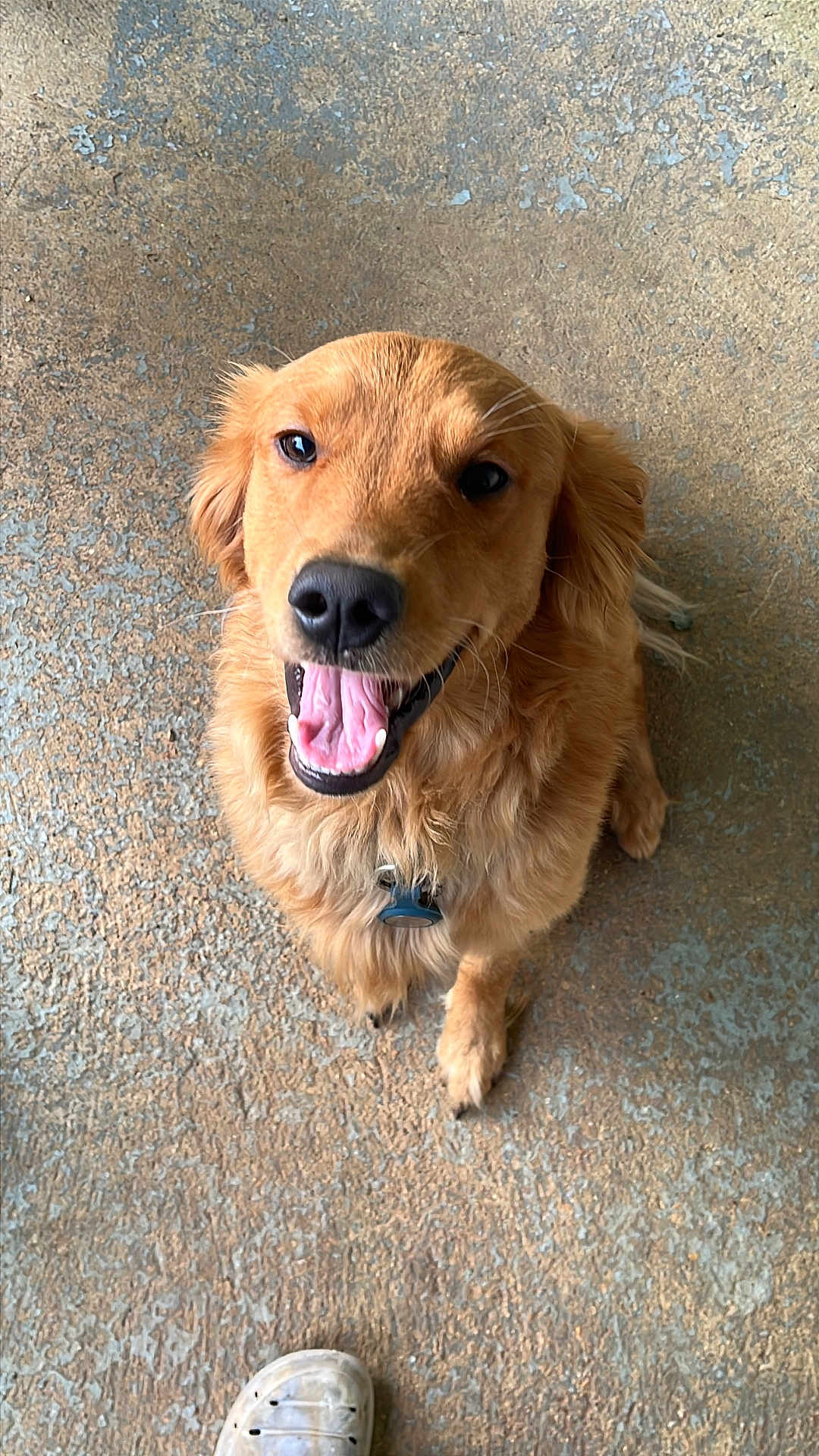 Dempsey joined the competition — help win amazing prizes! dog, golden_retriever, happy, smiling, tongue_out, pet, canine, fur, collar, outdoor, concrete_floor, looking_up, playful, friendly, domestic_animal, mammal, animal, companionship, cute, paw