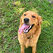 Dempsey joined the competition — help win amazing prizes! dog, golden_retriever, tongue_out, grass, outdoor, pet, canine, animal, happy, smiling, fur, mammal, nature, playful, summer, friendly, portrait, sitting, daylight, collar