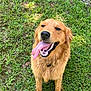 Dempsey joined the competition — help win amazing prizes! dog, golden_retriever, tongue_out, grass, outdoor, pet, canine, animal, happy, smiling, fur, mammal, nature, playful, summer, friendly, portrait, sitting, daylight, collar