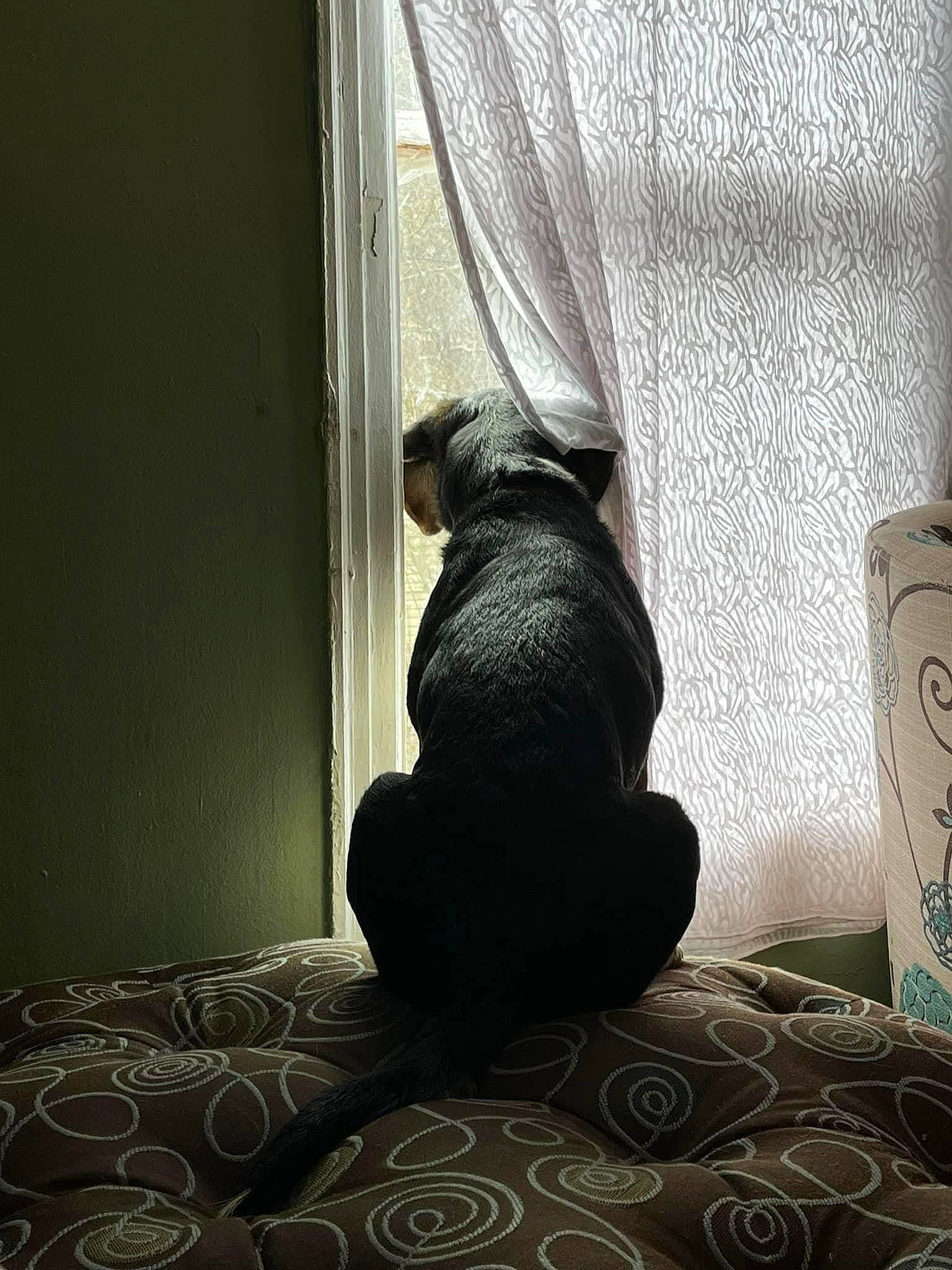 Kiedis joined the competition — help win amazing prizes! carnivore, comfort, curtain, darkness, felidae, floor, flooring, foot, hardwood, house, human_leg, knee, leg, linens, small_to_medium_sized_cats, textile, thigh, tints_and_shades, window, wood