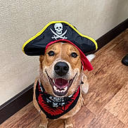Lucky is registered to the contest to win money with this photo: dog, pirate_hat, bandana, smiling, happy, pet, indoor, wooden_floor, costume, brown_dog, canine, cute, playful, animal, portrait, looking_up, close_up, furry, domestic_animal, funny