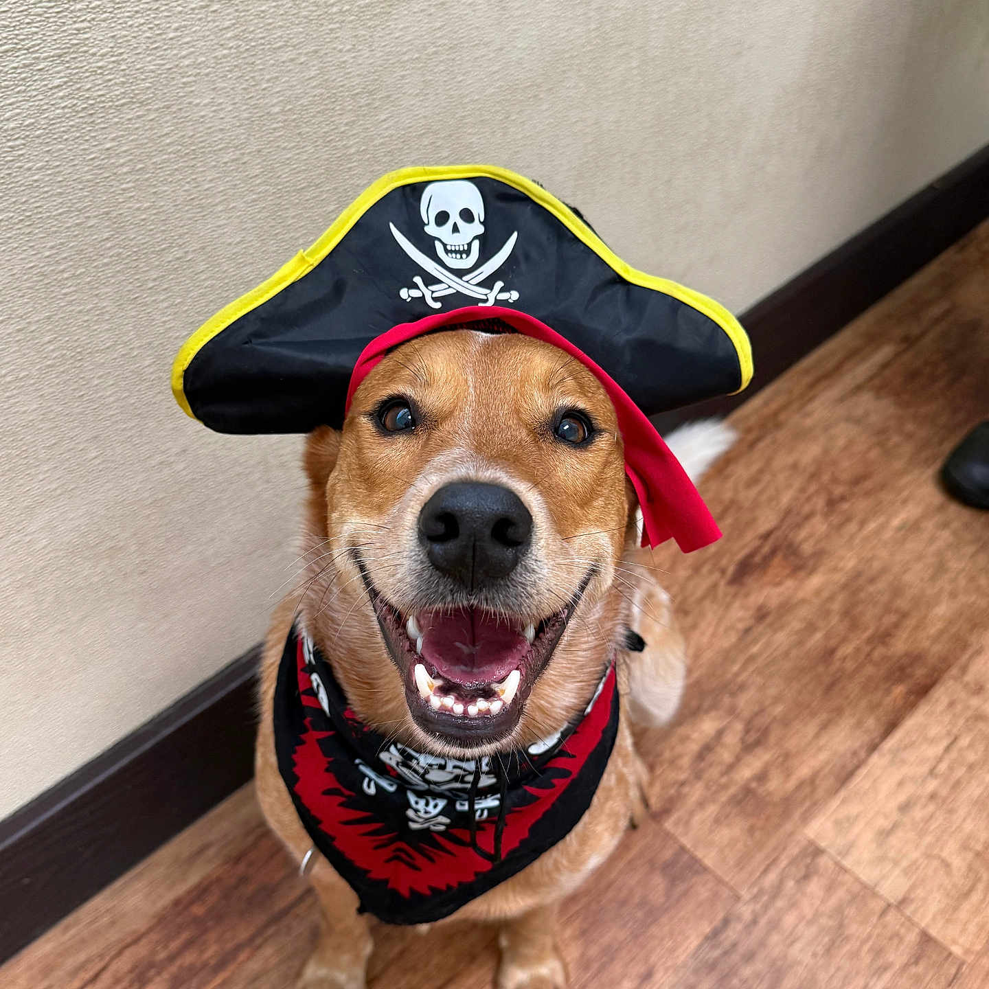 Lucky is registered to the contest to win money with this photo: animal, bandana, brown_dog, canine, close_up, costume, cute, dog, domestic_animal, funny, furry, happy, indoor, looking_up, pet, pirate_hat, playful, portrait, smiling, wooden_floor