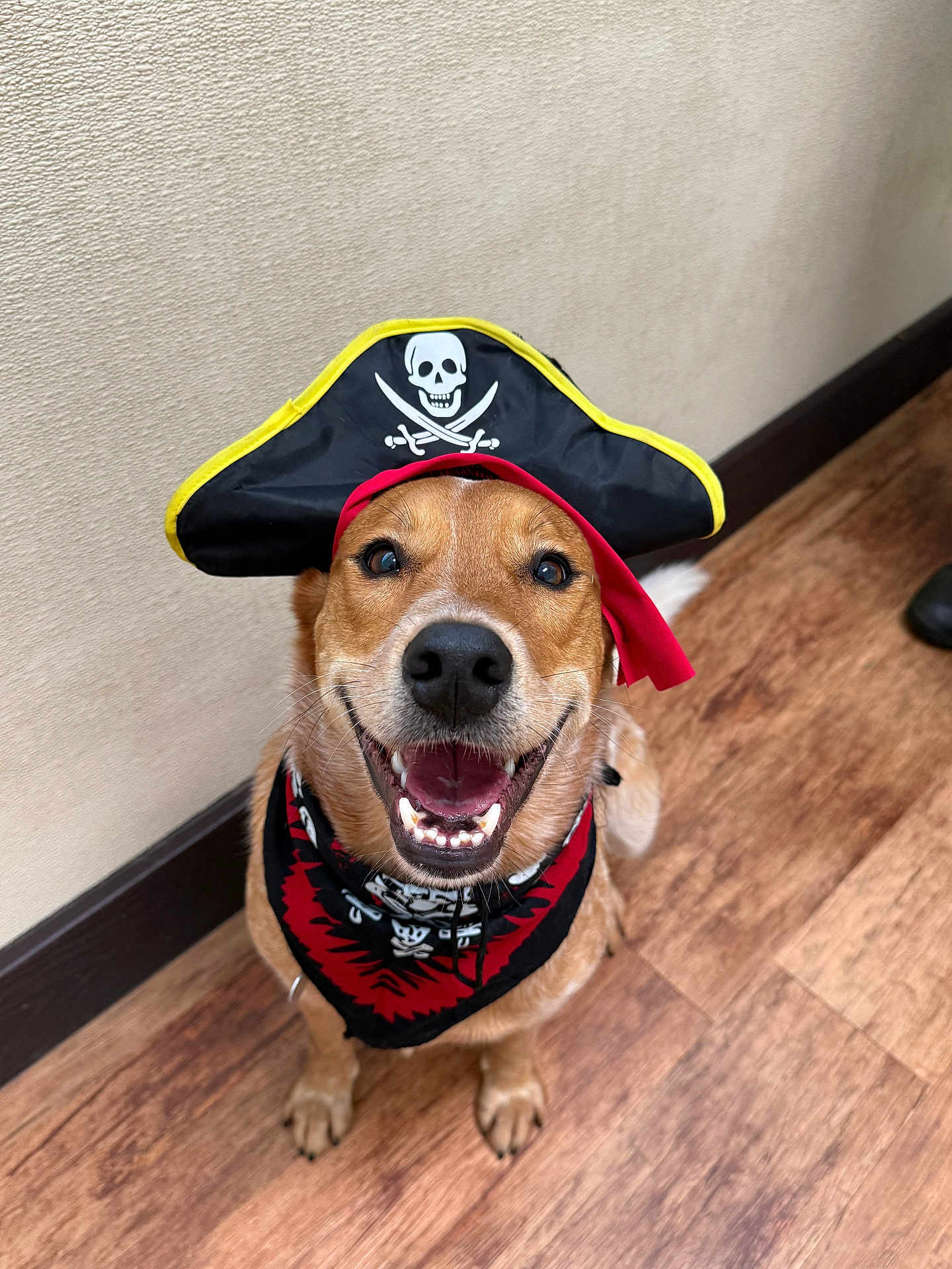 Lucky is registered to the contest to win money with this photo: dog, pirate_hat, bandana, smiling, happy, pet, indoor, wooden_floor, costume, brown_dog, canine, cute, playful, animal, portrait, looking_up, close_up, furry, domestic_animal, funny