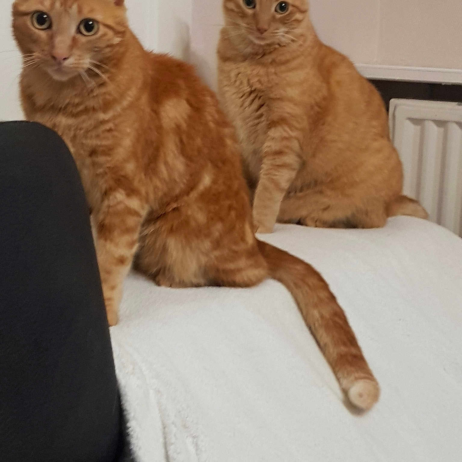 Murphy Et Ash