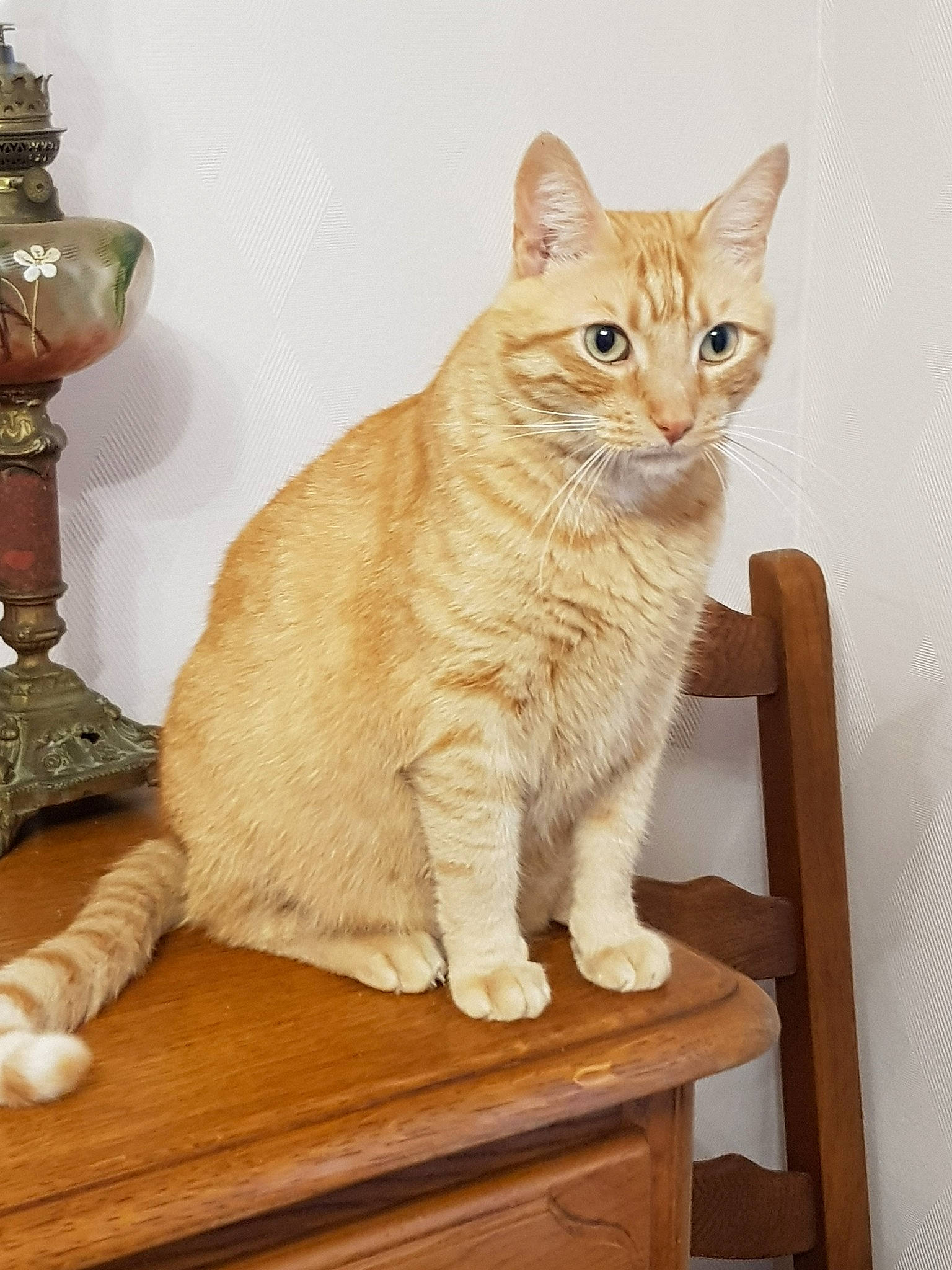 Ash a rejoint le concours — aidez-le/la à gagner de superbes lots ! aegean_cat, american_wirehair, arabian_mau, asian, australian_mist, carnivore, cat, domestic_short_haired_cat, european_shorthair, fawn, felidae, kitten, mammal, ojos_azules, polydactyl_cat, small_to_medium_sized_cats, tabby_cat, tail, vertebrate, whiskers