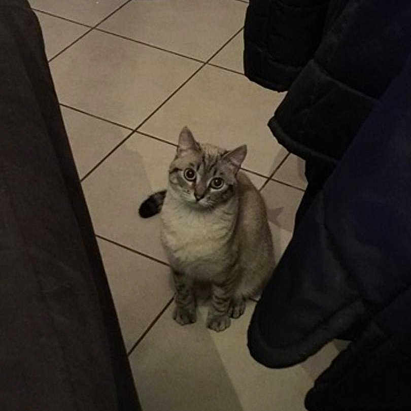 Mâcha