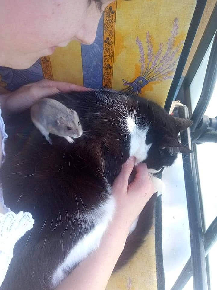 Bidouille participe au concours pour gagner de l'argent avec cette photo : carnivore, cat, felidae, small_to_medium_sized_cats, tail, whiskers