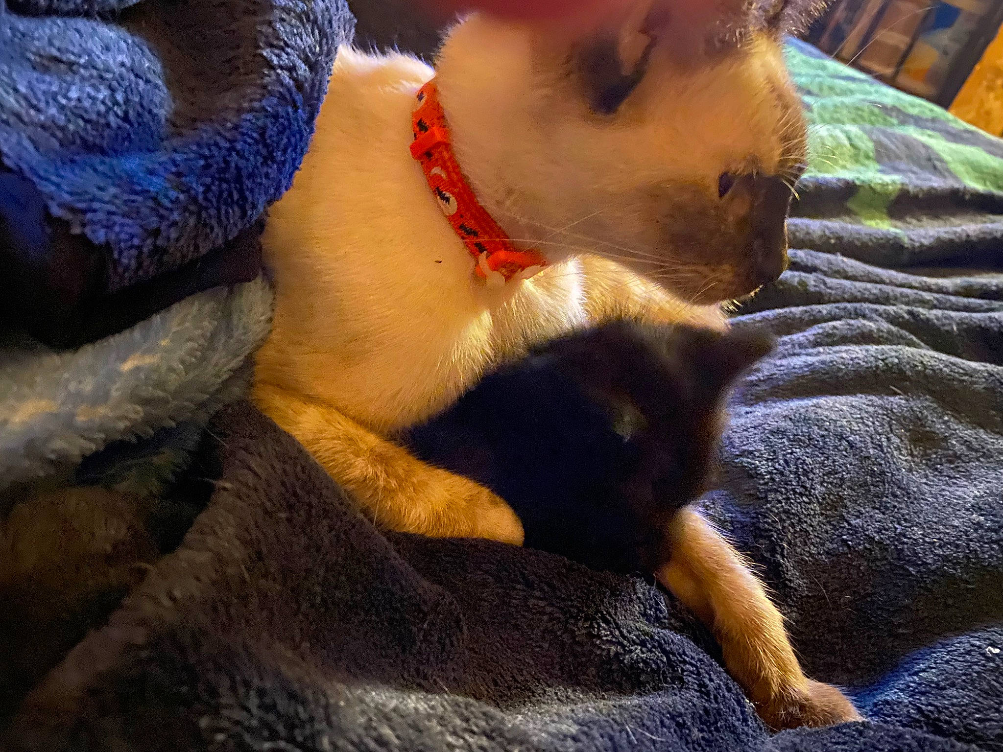 Georgia joined the competition — help win amazing prizes! abdomen, balinese, carnivore, cat, comfort, companion_dog, dog_breed, domestic_short_haired_cat, ear, fawn, felidae, fur, lap, nap, paw, small_to_medium_sized_cats, sporting_group, tail, thai, whiskers