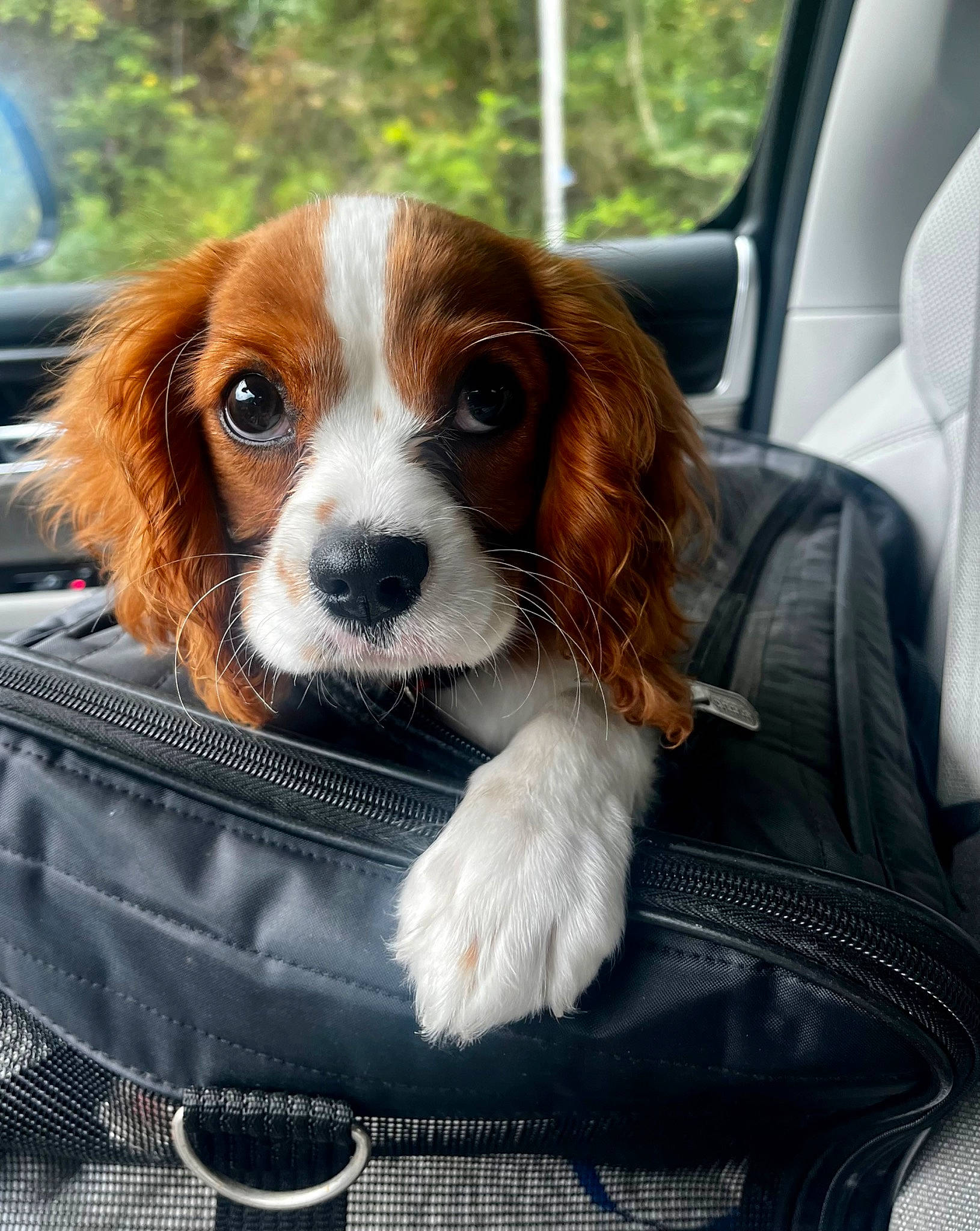 Carl Wayne joined the competition — help win amazing prizes! automotive_exterior, automotive_mirror, canidae, car, carnivore, companion_dog, dog, dog_breed, dog_supply, fawn, fur, liver, motor_vehicle, snout, sporting_group, toy_dog, vehicle, vehicle_door, windshield, working_animal