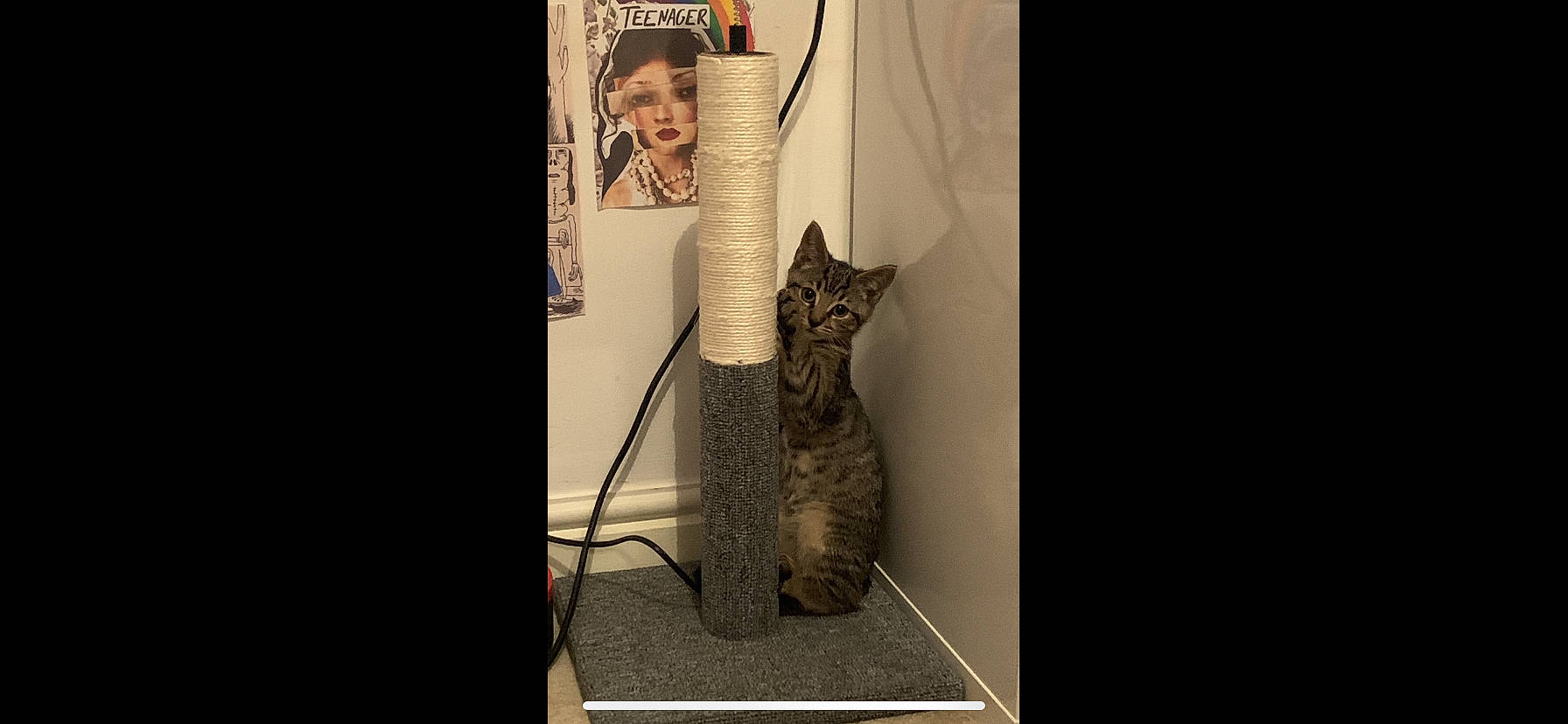 Juno joined the competition — help win amazing prizes! carnivore, cat, domestic_short_haired_cat, fashion_accessory, felidae, flooring, font, fur, pattern, room, sleeve, small_to_medium_sized_cats, tail, visual_arts, whiskers