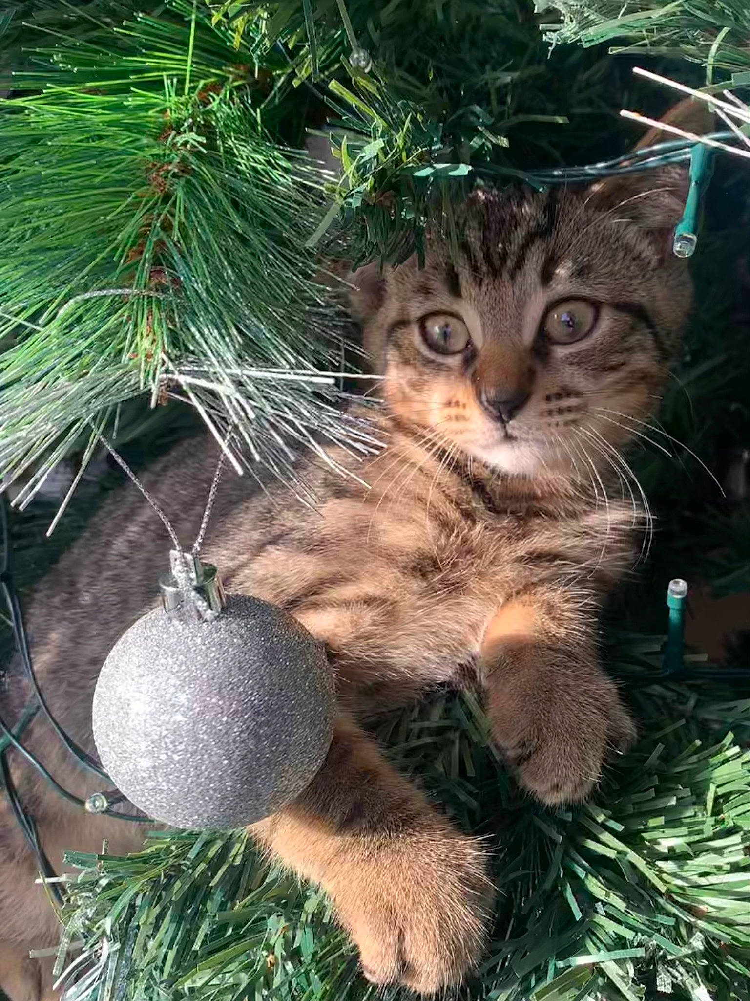 Gary joined the competition — help win amazing prizes! branch, carnivore, cat, christmas_ornament, evergreen, fawn, felidae, grass, groundcover, leaf, organism, plant, small_to_medium_sized_cats, snout, tail, terrestrial_animal, terrestrial_plant, tree, whiskers, woody_plant