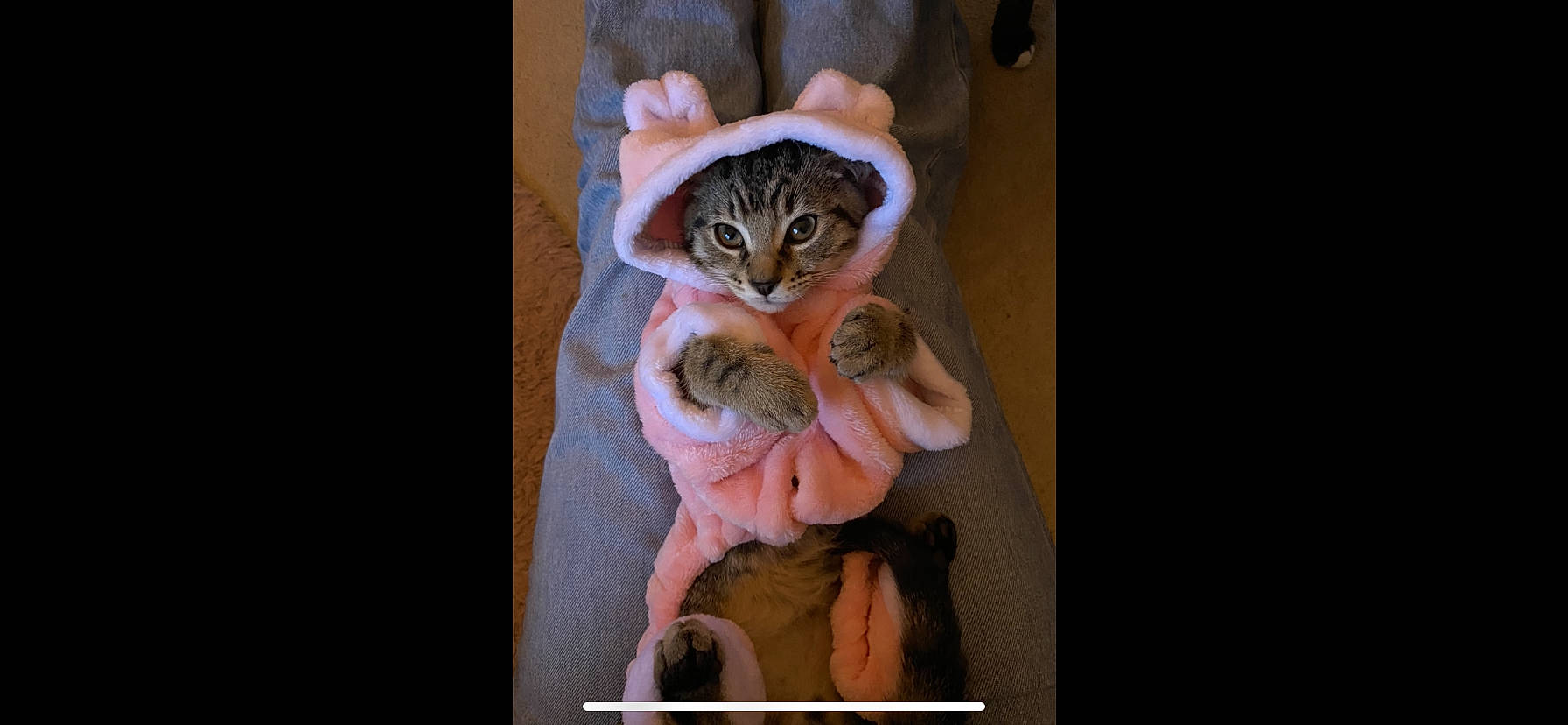 Gary joined the competition — help win amazing prizes! art, canidae, carnivore, cat, comfort, devon_rex, domestic_short_haired_cat, ear, fawn, felidae, fur, paw, peach, photo_caption, small_to_medium_sized_cats, snout, tail, thread, whiskers, wildlife