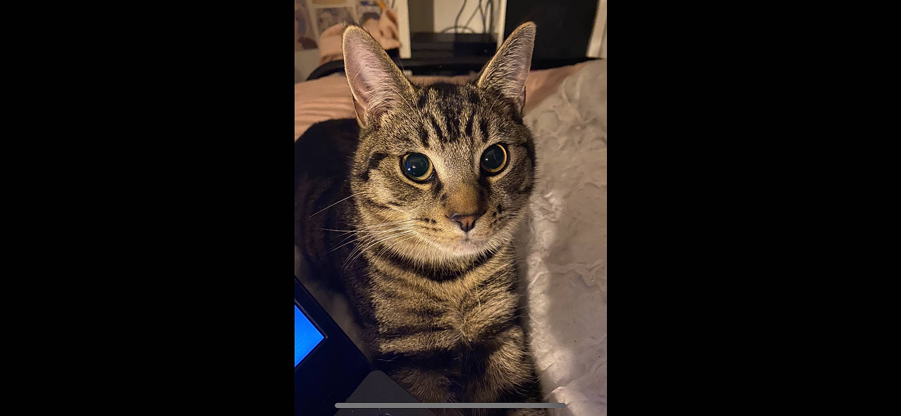 Gary joined the competition — help win amazing prizes! art, carnivore, cat, darkness, felidae, fur, photo_caption, small_to_medium_sized_cats, snout, terrestrial_animal, visual_arts, whiskers, wildlife, window