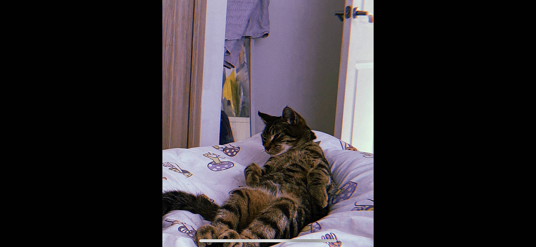 Gary joined the competition — help win amazing prizes! bed, bedding, carnivore, cat, closet, comfort, curtain, domestic_short_haired_cat, door, felidae, fur, grey, house, linens, purple, room, small_to_medium_sized_cats, whiskers, window, window_treatment