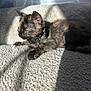 kitten, cat, tortoiseshell, collar, pet, animal, feline, sunlight, shadow, blanket, texture, indoor, cute, young, fur, whiskers, relaxing, cozy, domestic, resting