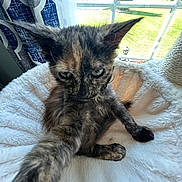 Teddy is registered to the contest to win money with this photo: kitten, cat, tortoiseshell, paw, fur, window, curtains, bed, fluffy, indoor, sunlight, pet, animal, whiskers, ears, feline, cozy, candid, home, curious