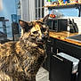 animal, cabinet, cat, collar, countertop, curious, domestic, feline, food_items, fur, indoor, kitchen, knife_block, microwave, pet, shelf, tortoiseshell_cat, water_dispenser, window, wood_floor