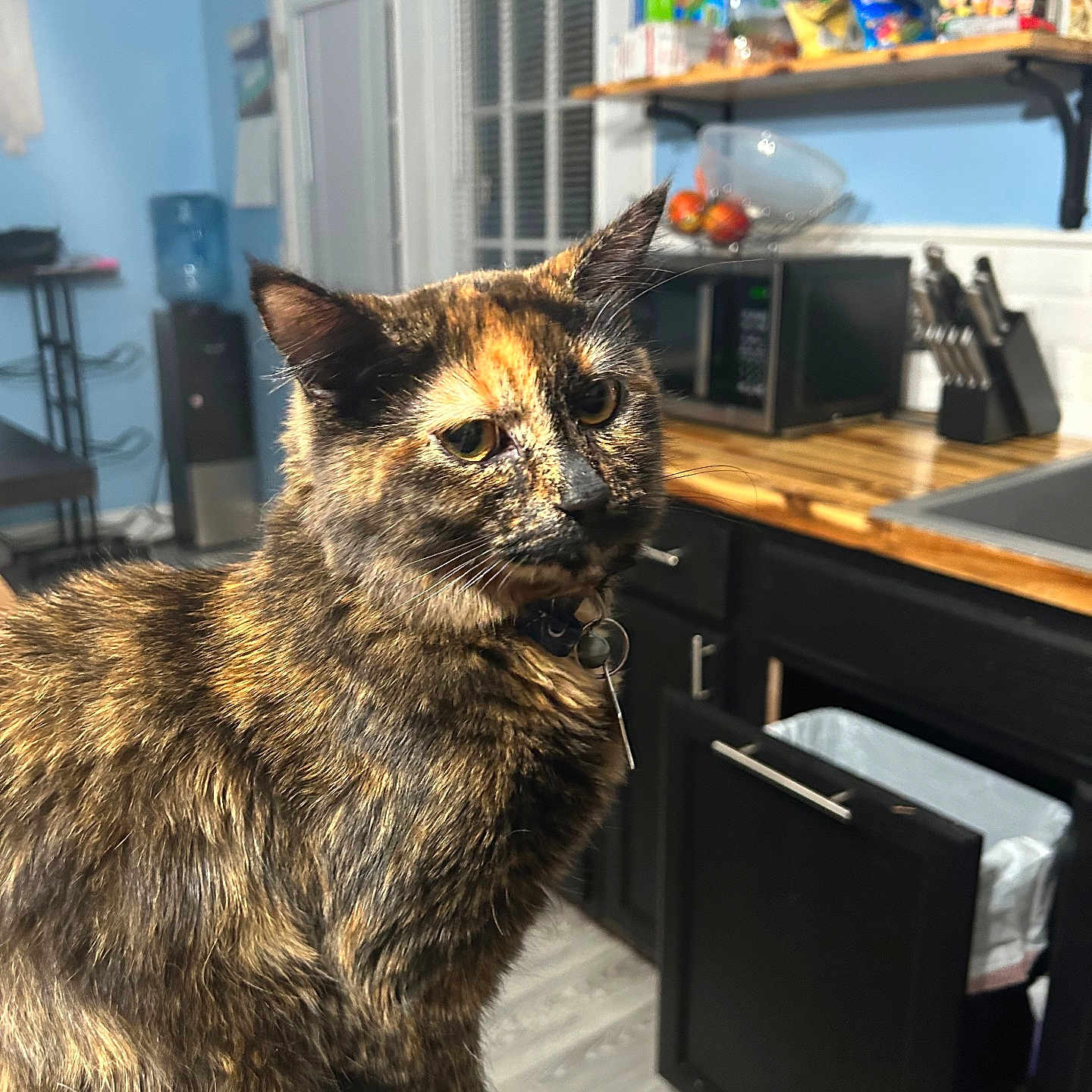 Teddy joined the competition — help win amazing prizes! animal, cabinet, cat, collar, countertop, curious, domestic, feline, food_items, fur, indoor, kitchen, knife_block, microwave, pet, shelf, tortoiseshell_cat, water_dispenser, window, wood_floor