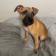 Aria participe au concours pour gagner de l'argent avec cette photo : adorable, animal, bedspread, brown, collar, companion, cute, dog, domestic, ears, expression, floor, fur, indoor, looking, pet, puppy, sitting, whiskers, young