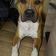 Tyson a rejoint le concours — aidez-le/la à gagner de superbes lots ! alert, animal, brown_dog, canine, companion, dog, domestic_animal, ears, flooring, furniture, houseplant, indoor, looking_at_camera, nails, pet, resting, snout, white_paws, window, wooden_floor