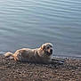 Nimbus participe au concours pour gagner de l'argent avec cette photo : animal, calm, canine, daytime, dog, fur, golden_retriever, lake, landscape, lying_down, nature, outdoor, peaceful, pet, relaxing, ripples, rocks, shore, smiling, water