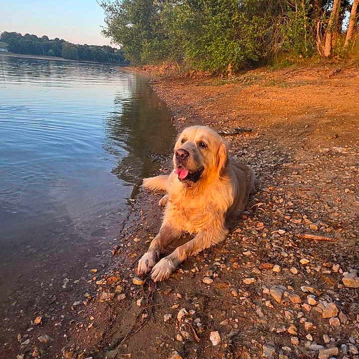 Nimbus participe au concours pour gagner de l'argent avec cette photo : animal, canine, clouds, daytime, dog, golden_retriever, lake, landscape, mammal, nature, outdoor, peaceful, pet, relaxing, rocks, shore, sky, sunset, trees, water
