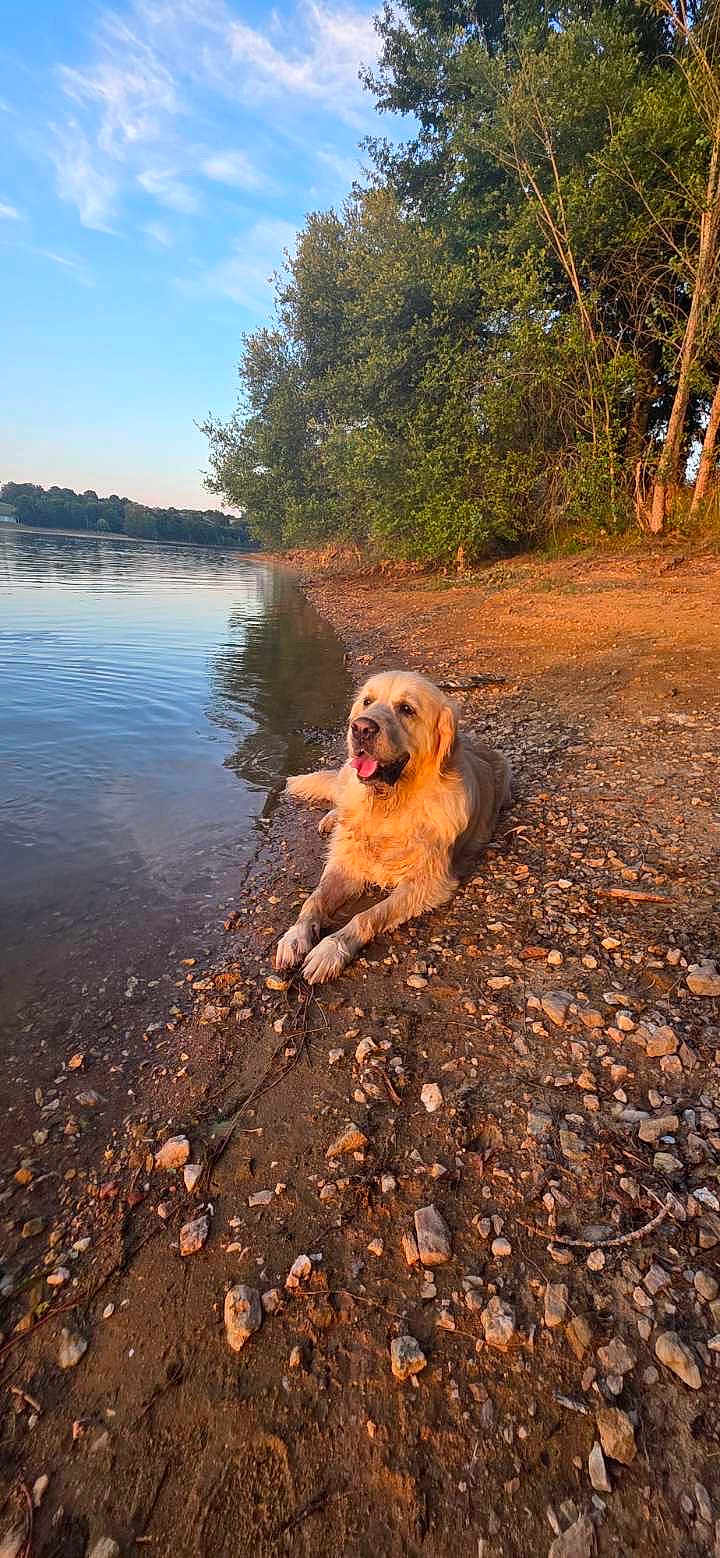 Nimbus participe au concours pour gagner de l'argent avec cette photo : animal, canine, clouds, daytime, dog, golden_retriever, lake, landscape, mammal, nature, outdoor, peaceful, pet, relaxing, rocks, shore, sky, sunset, trees, water