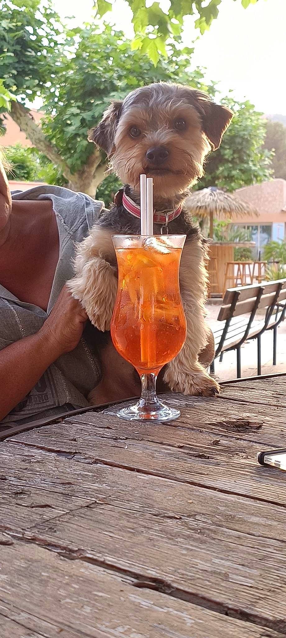 S Harry participe au concours pour gagner de l'argent avec cette photo : alcoholic_beverage, beer, carnivore, cocktail, companion_dog, dog, drink, drinking, drinking_straw, ingredient, juice, liquid, orange, orange_drink, orange_juice, plant, soft_drink, tableware, wood, working_animal