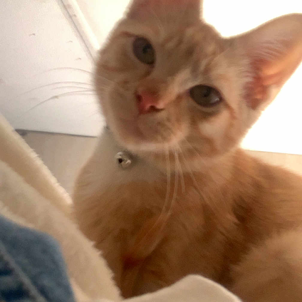 Percy is registered to the contest to win money with this photo: animal, background, bell, casual, cat, close_up, collar, cozy, curious, cute, domestic_cat, ears, feline, fur, indoor, looking_at_camera, orange_tabby, pet, soft_light, whiskers