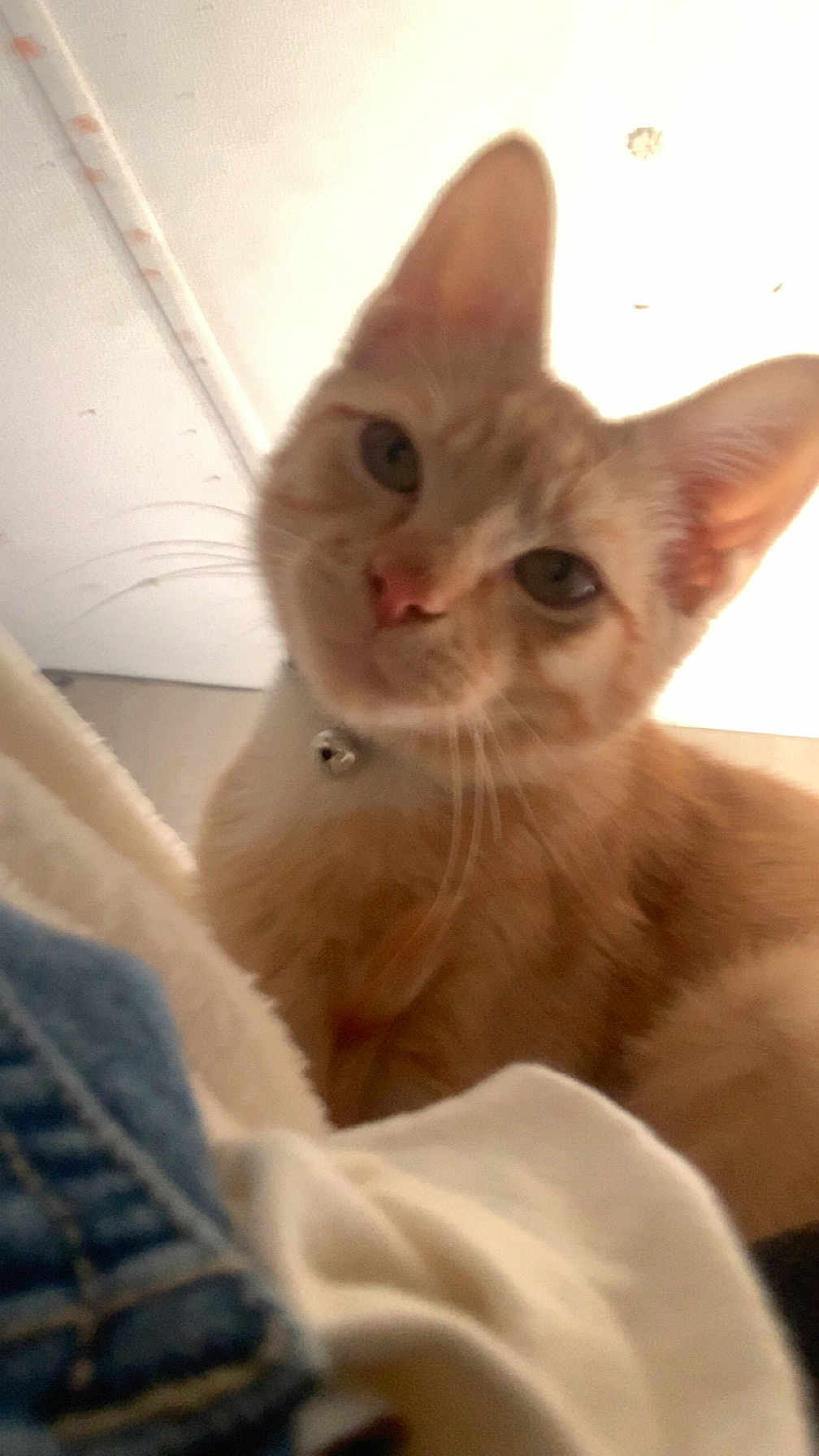 Percy is registered to the contest to win money with this photo: cat, orange_tabby, pet, animal, collar, bell, indoor, close_up, whiskers, fur, ears, cute, curious, domestic_cat, feline, soft_light, looking_at_camera, cozy, casual, background