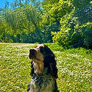 Umy a rejoint le concours — aidez-le/la à gagner de superbes lots ! dog, outdoor, grass, flowers, nature, sunlight, blue_sky, trees, pet, canine, summer, meadow, greenery, animal, fur, sunny, sitting, flora, daytime, park