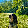 dog, outdoor, grass, flowers, nature, sunlight, blue_sky, trees, pet, canine, summer, meadow, greenery, animal, fur, sunny, sitting, flora, daytime, park