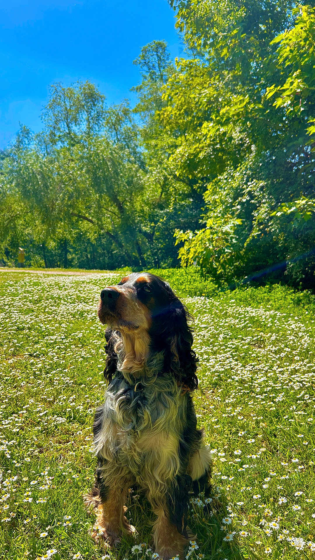 Umy a rejoint le concours — aidez-le/la à gagner de superbes lots ! dog, outdoor, grass, flowers, nature, sunlight, blue_sky, trees, pet, canine, summer, meadow, greenery, animal, fur, sunny, sitting, flora, daytime, park
