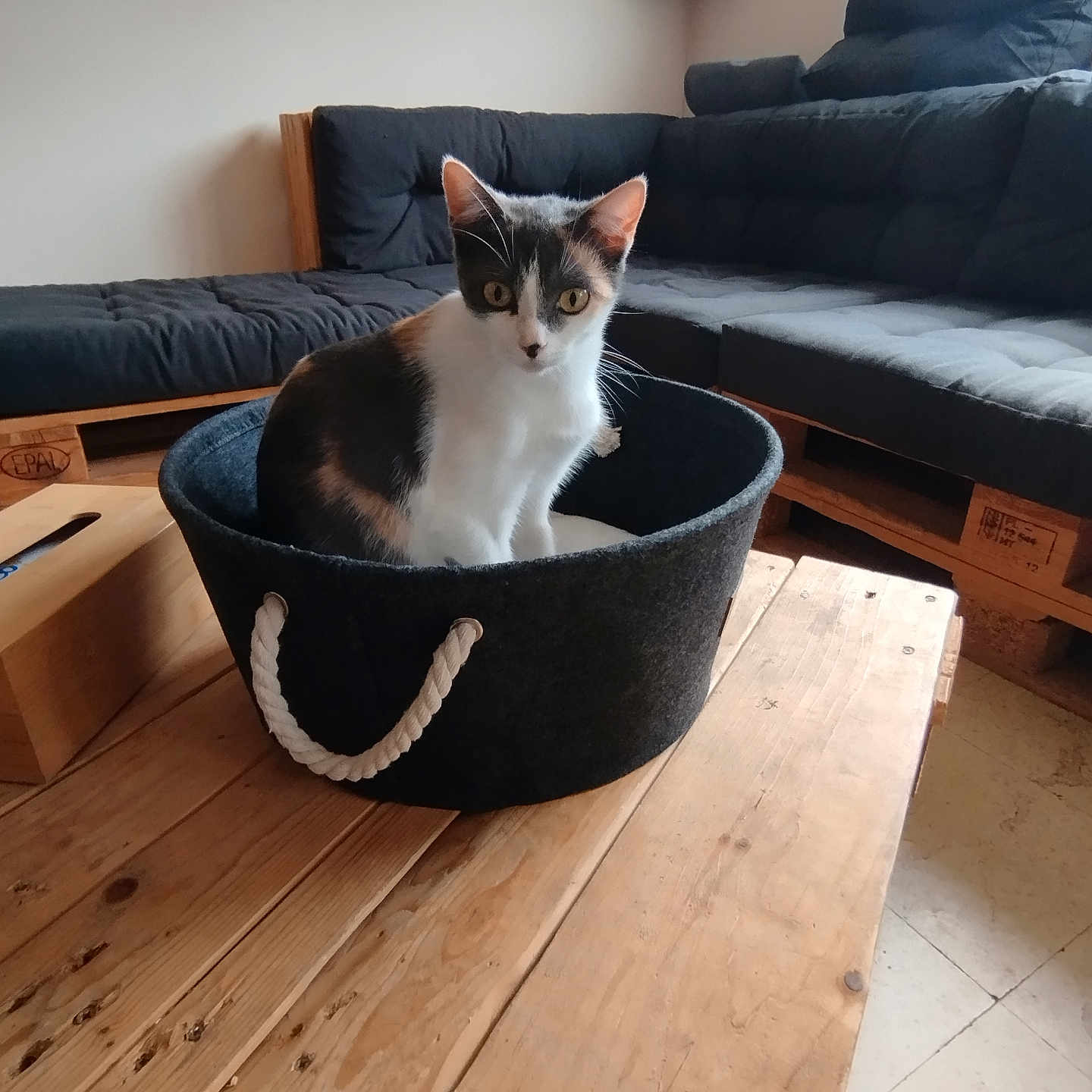 Fraya participe au concours pour gagner de l'argent avec cette photo : animal, basket, calico_cat, cat, cozy, curious, cushion, ears, eyes, feline, floor, home_decor, indoor, living_room, pallet_furniture, pet, sitting, sofa, window_light, wooden_table