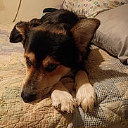 Yaw-Yaw is registered to the contest to win money with this photo: animal, bed, black, brown, comfort, cozy, dog, ears, face, fur, home, indoor, nail, pet, pillow, quilt, relaxed, resting, sleepy, white_paws