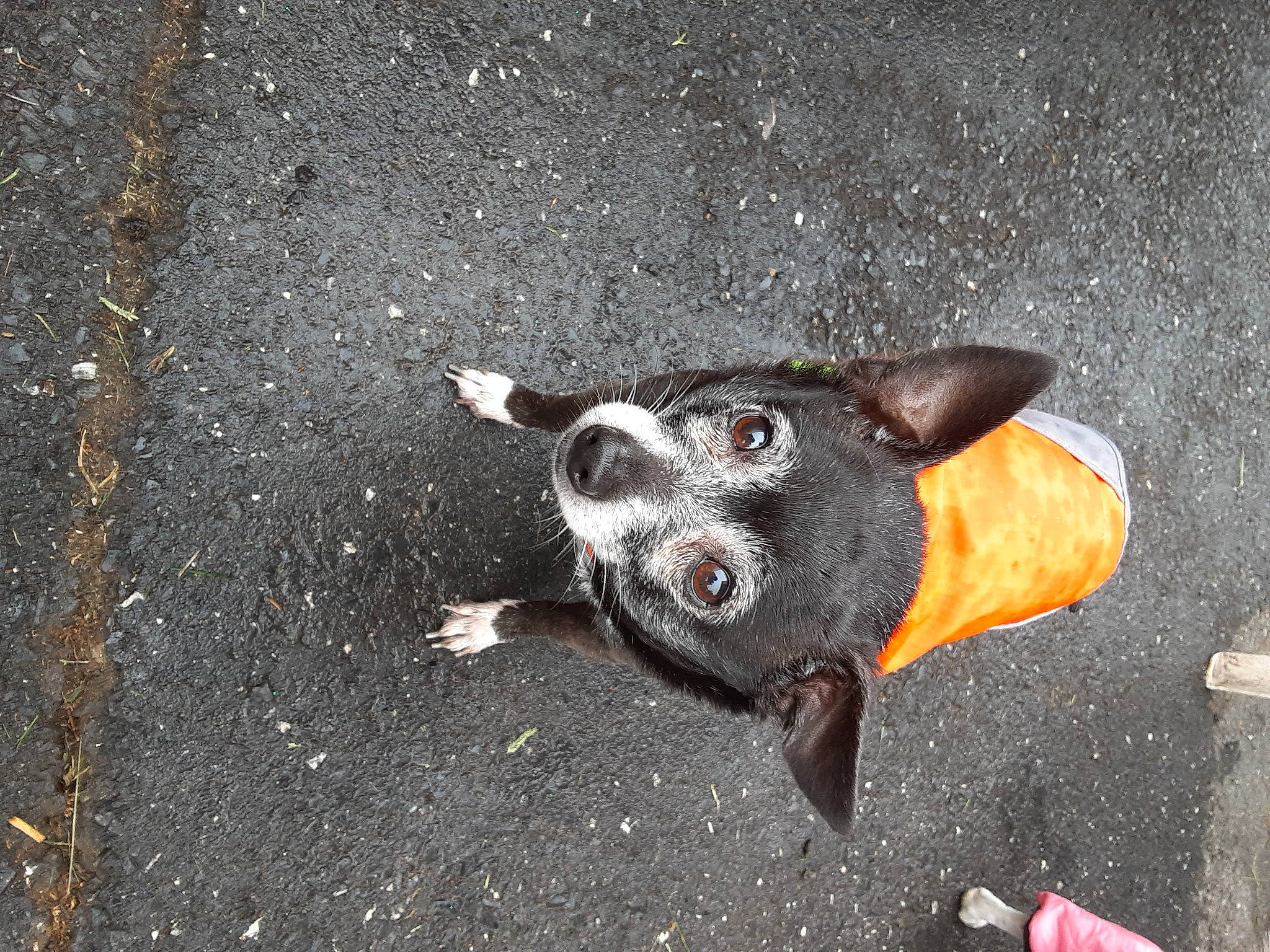 Little Man joined the competition — help win amazing prizes! asphalt, australian_cattle_dog, canidae, carnivore, dog, dog_breed, non_sporting_group, nose, road_surface, sidewalk, snout, sporting_group, street_dog, tail