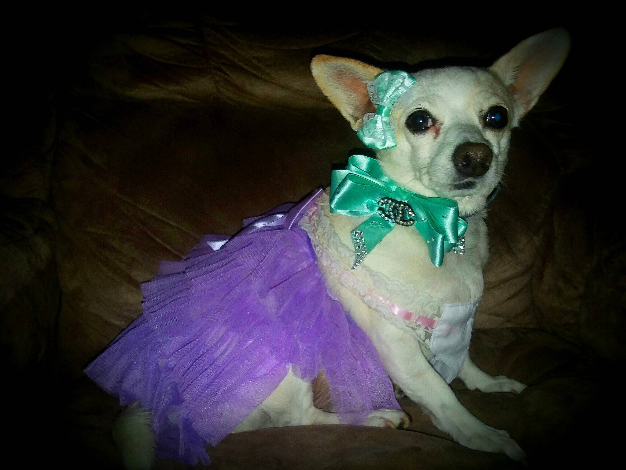 Diva is registered to the contest to win money with this photo: canidae, carnivore, chihuahua, companion_dog, costume, dog, dog_breed, dog_clothes, dog_collar, ear, fawn, outerwear, puppy, rat_terrier, snout, toy_dog, whiskers