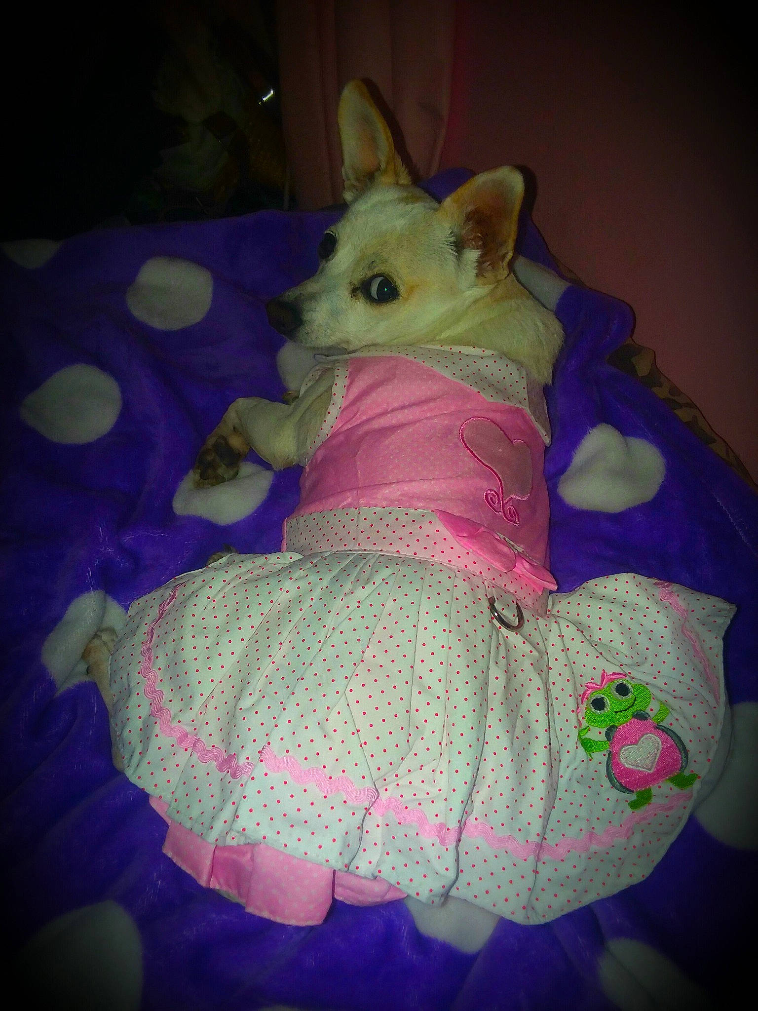 Diva joined the competition — help win amazing prizes! canidae, carnivore, costume, dog, dog_breed, dog_clothes, dress, fawn, pink, purple