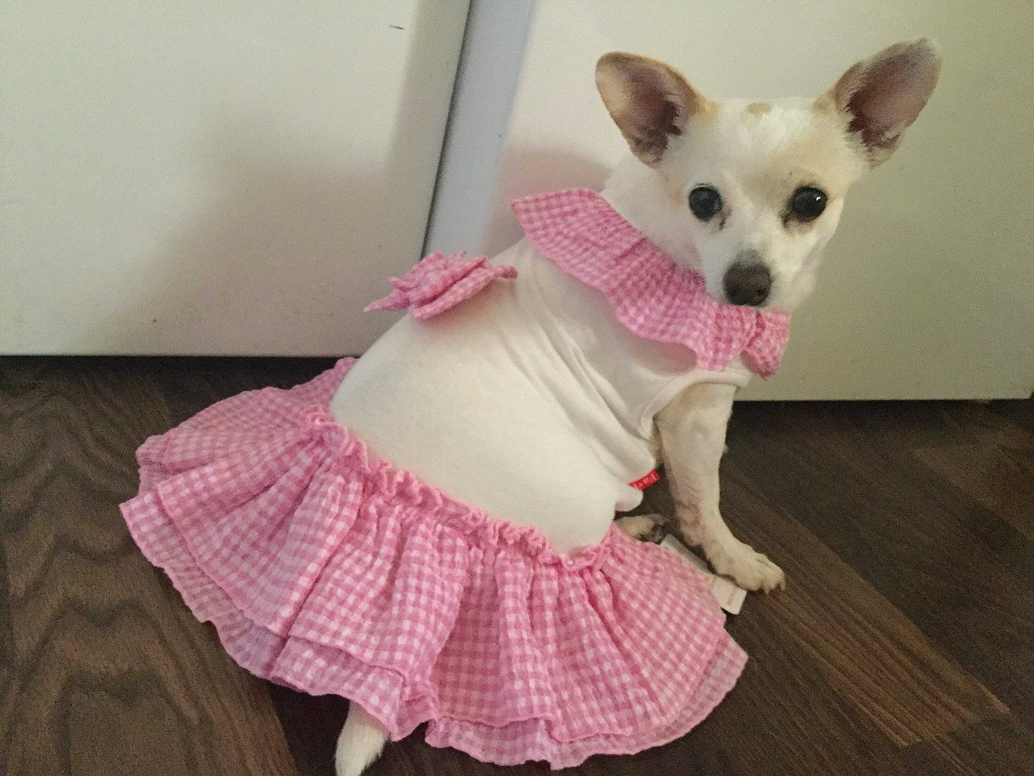 Diva joined the competition — help win amazing prizes! canidae, carnivore, companion_dog, costume, design, dog, dog_breed, dog_clothes, dog_supply, dress, fawn, fur, outerwear, pattern, pembroke_welsh_corgi, pink, puppy, tail, textile